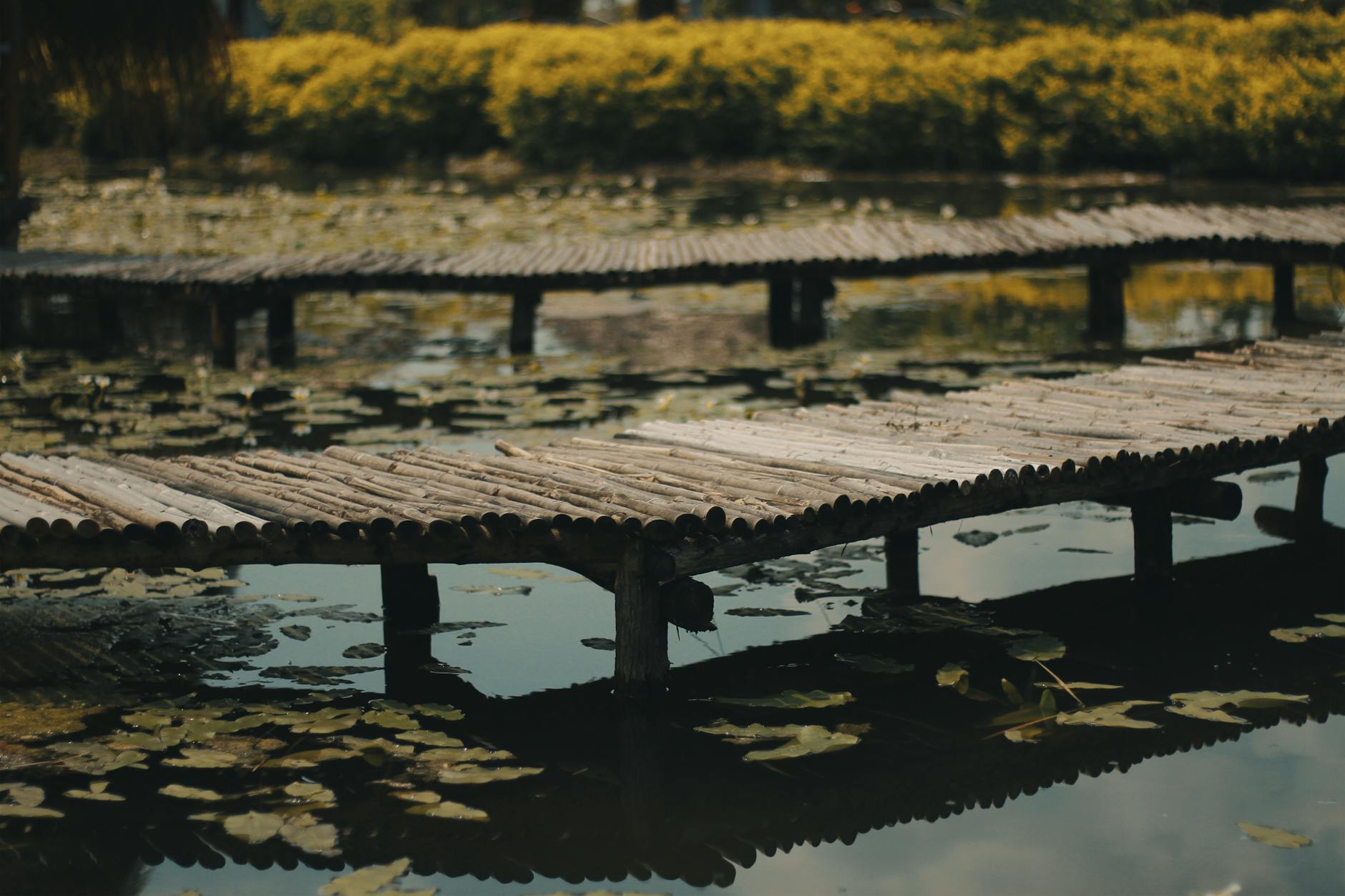 Rustic wooden walkway over a pond with aquatic plants