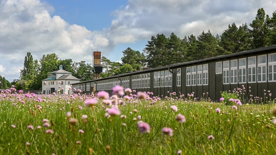 Wildflowers near memorial buildings at Sachsenhausen