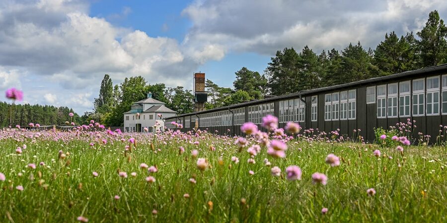 Wildflowers blooming at Sachsenhausen Memorial