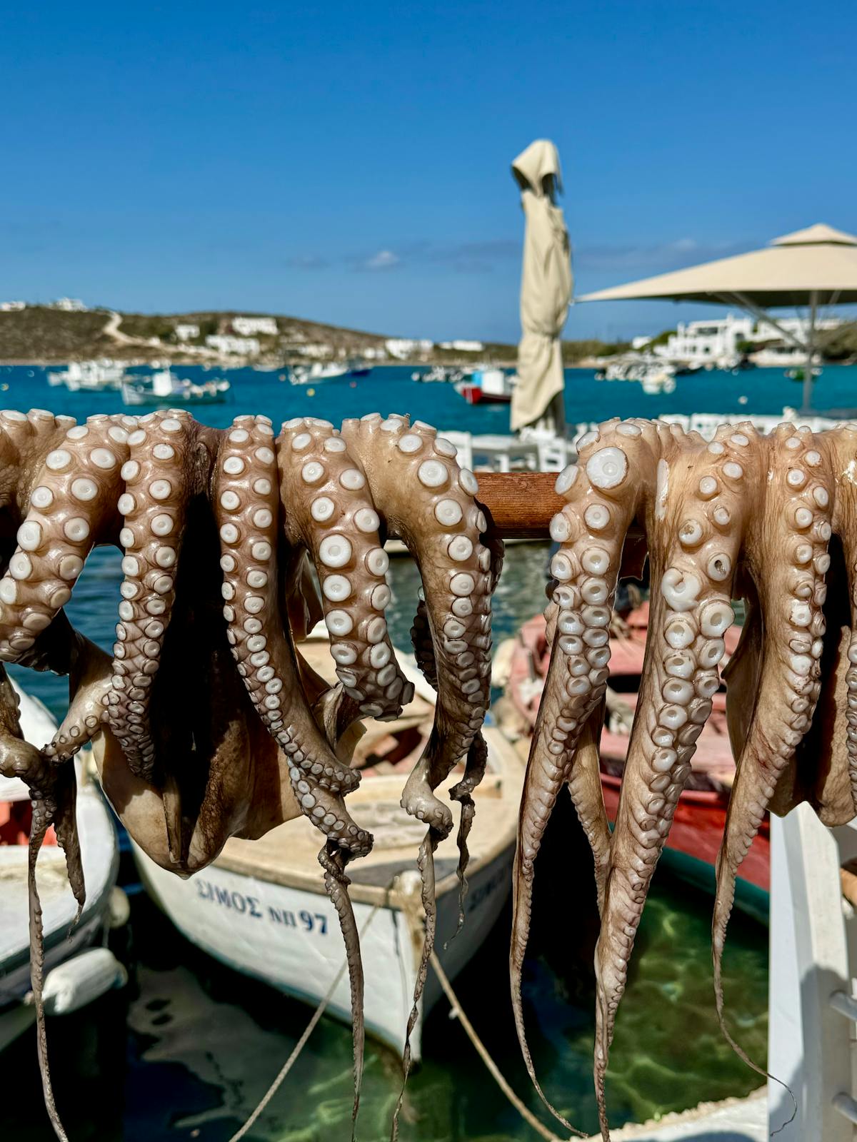 Fresh octopus tentacles drying in the sun by the sea on a Greek island