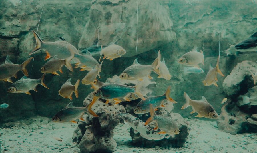 School of fish swimming gracefully in a large aquarium