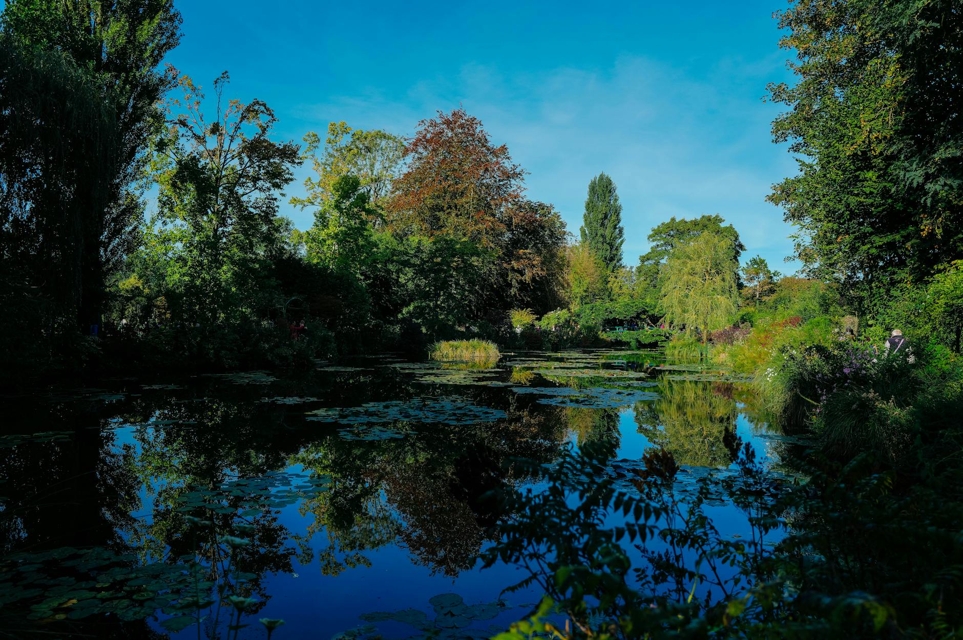 Serene pond with reflection of trees and a clear blue sky