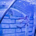 Shark swimming in an aquarium tunnel viewed through clear glass
