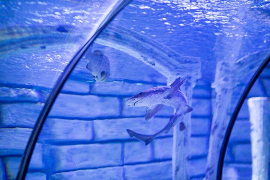 Shark swimming in an aquarium tunnel viewed through clear glass