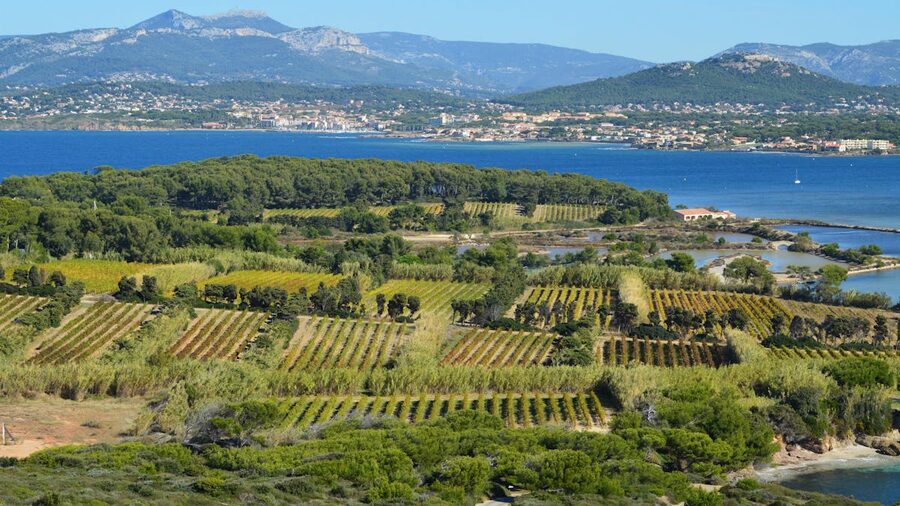 South of France vineyard landscape