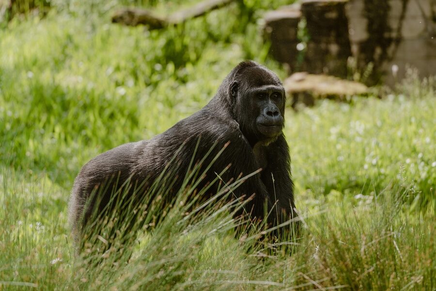 Silverback gorilla at Wilhelma Stuttgart
