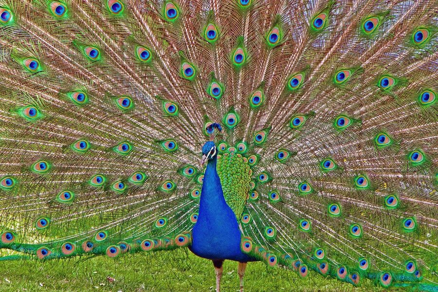 Peacock at Wilhelma Zoological-Botanical Garden Stuttgart