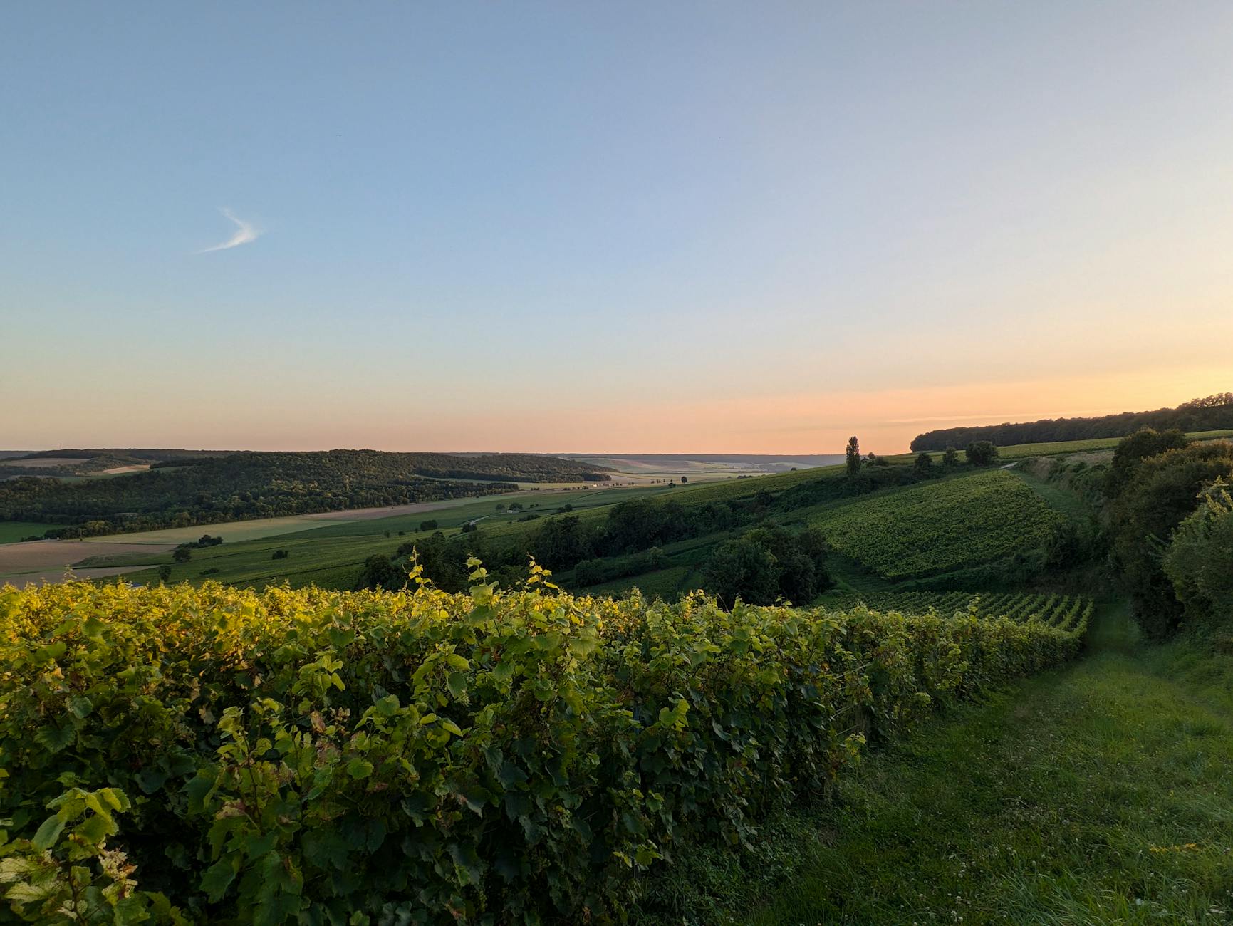 Sunset over a French vineyard landscape