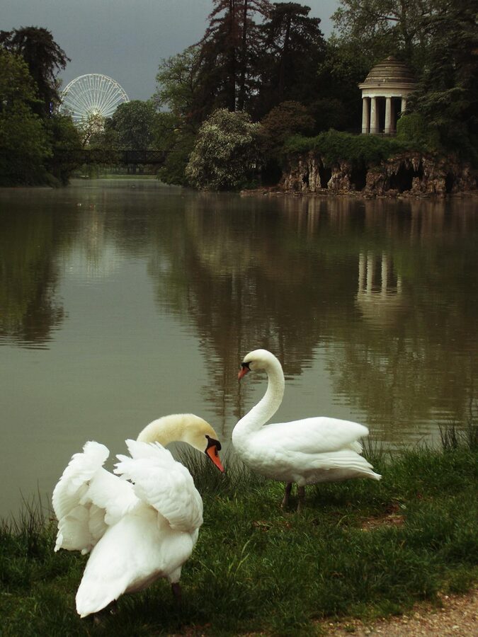 Swans on a lake in a Paris park with temple