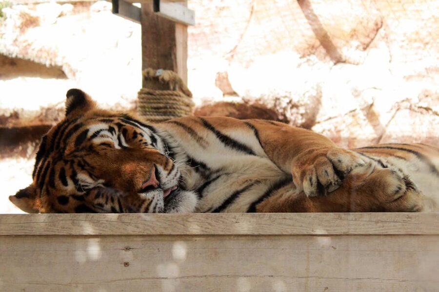 Tiger resting in zoo natural light