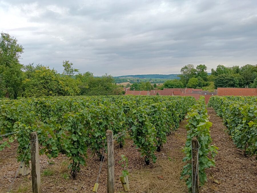 Tranquil vineyard in France with green vines
