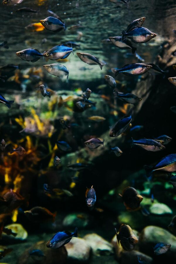 School of colourful tropical fish swimming in an aquarium