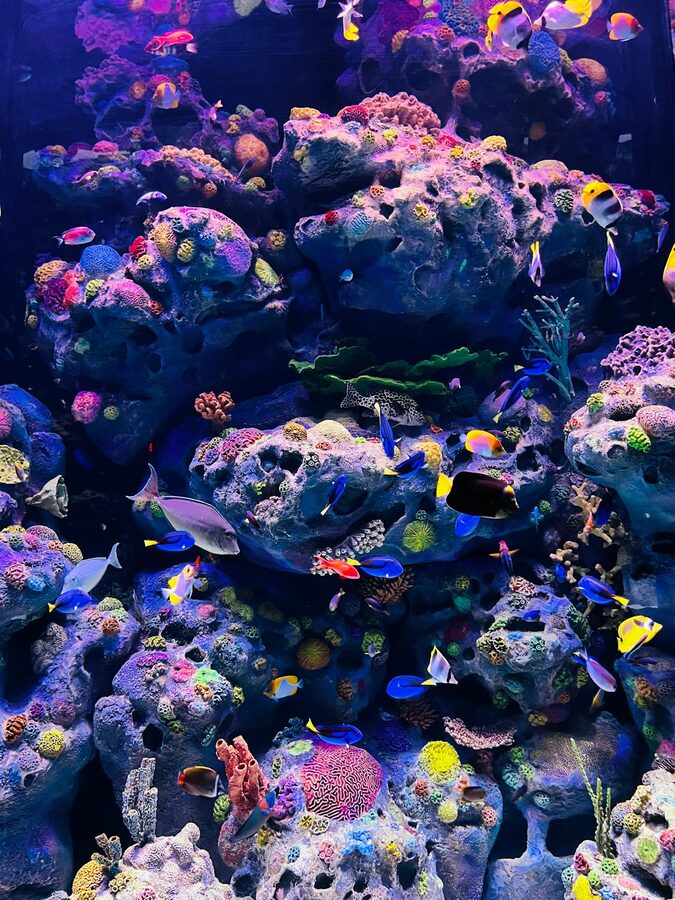 Bright tropical fish swimming on a coral reef in a lit aquarium