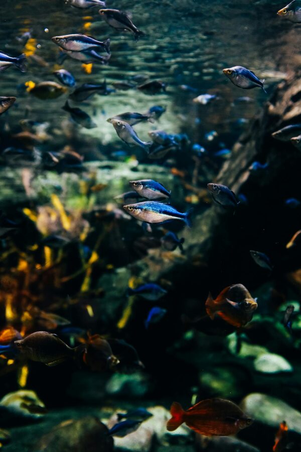 Tropical fish swimming among corals and plants in an aquarium