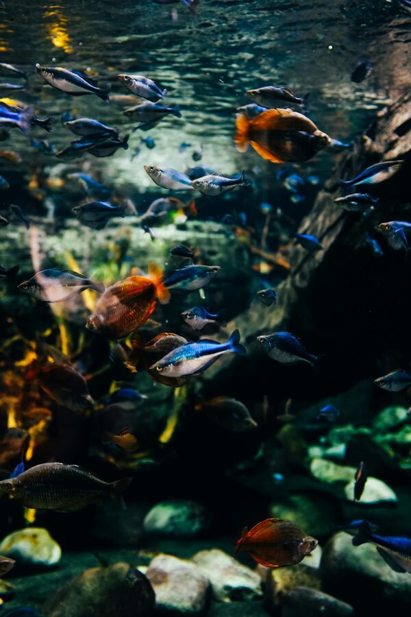 Diverse group of tropical fish swimming in an aquarium underwater scene