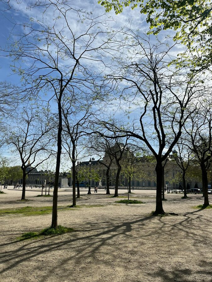 Winter trees casting shadows in Tuileries Garden Paris