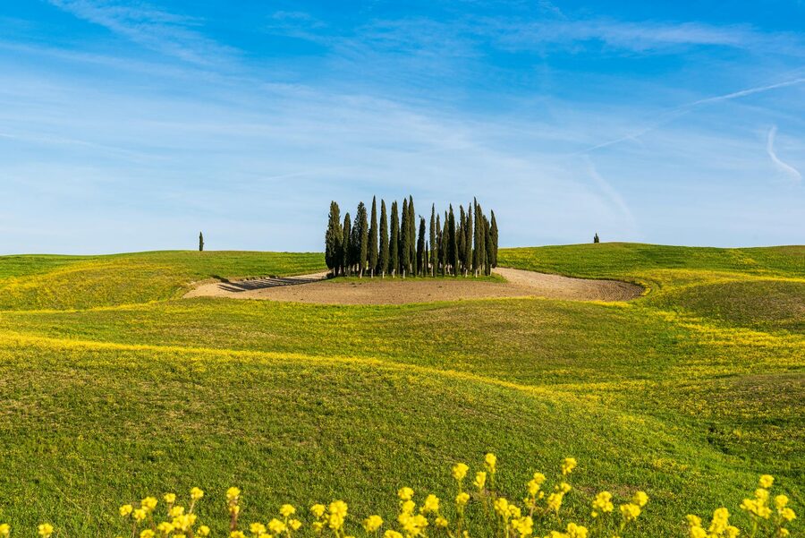 Tuscan cypress trees lining rolling hills
