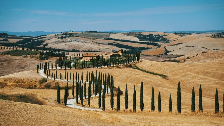 Tuscan cypress-lined road leading to a villa