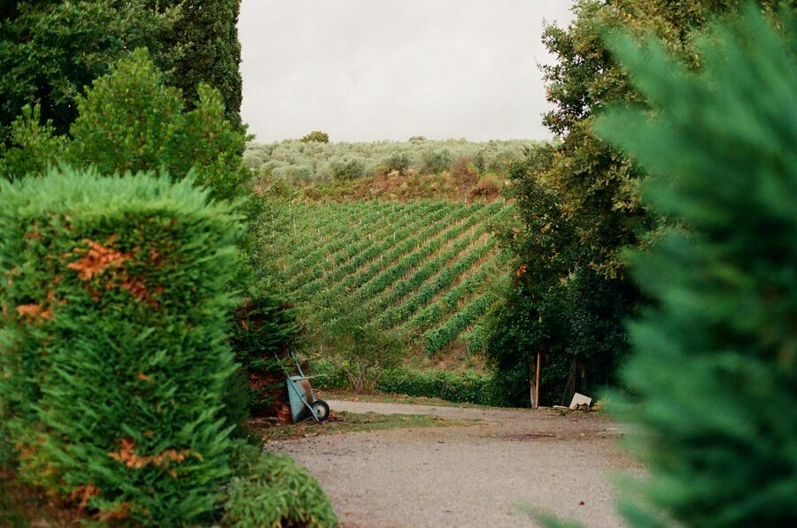 Tuscan vineyard with rolling greenery