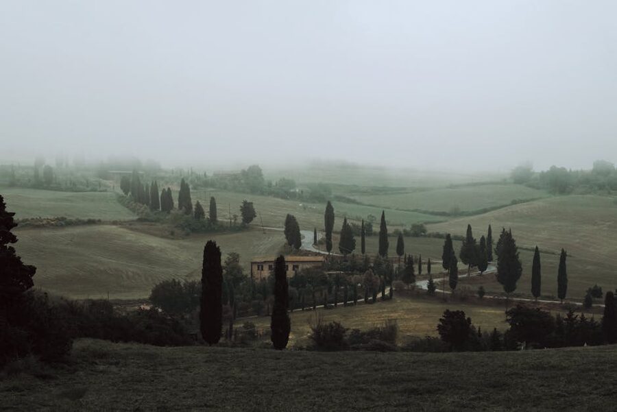 Tuscany cypress trees in fog with rolling hills