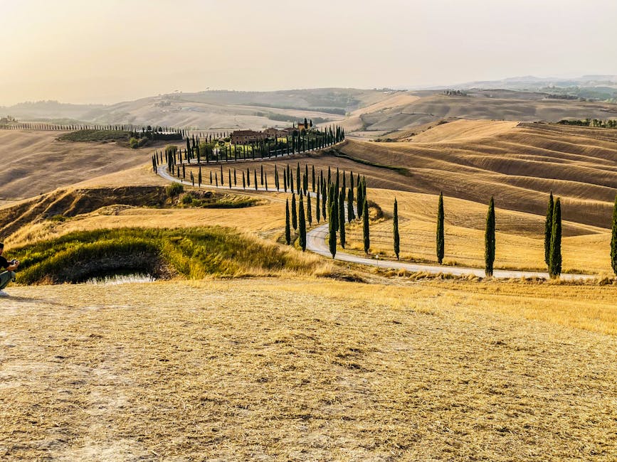Tuscany cypress road through golden fields