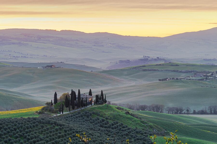 Tuscan cypress trees at sunrise with rolling hills