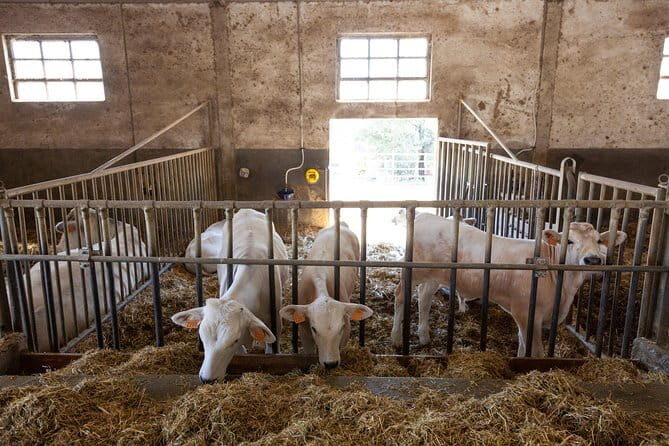 Tuscany Day Trip from Florence: Siena, San Gimignano, Pisa and Lunch at a Winery - Siena’s backstreets: contrade, Palio context, and where the locals meet