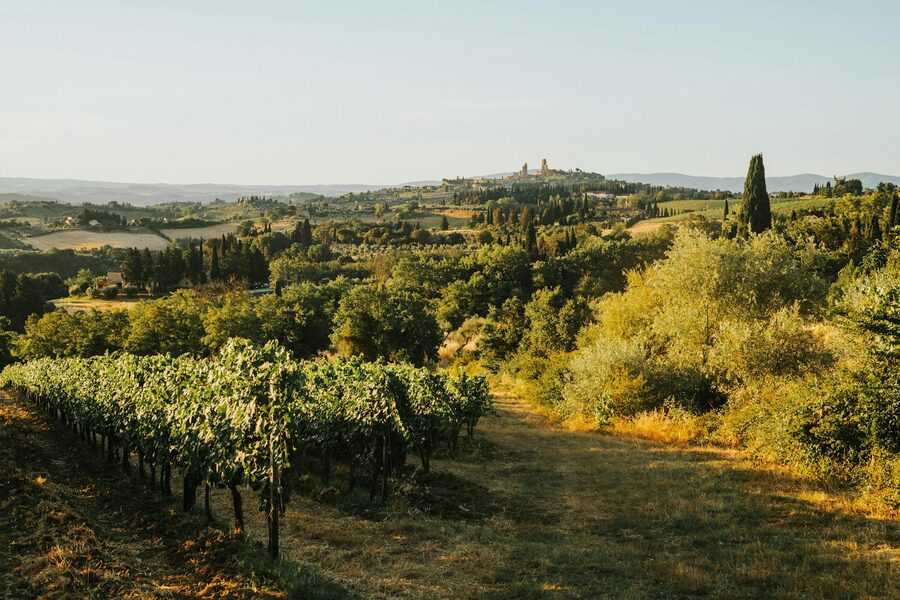 Tuscany rolling hills at sunset with vineyards