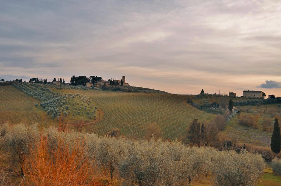 Tuscan landscape with vineyards and olive trees near Florence
