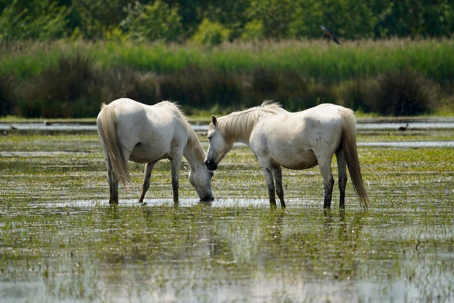 Two white horses peacefully grazing in a lush wetland