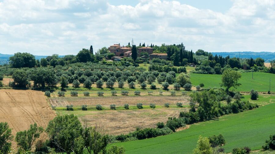 Umbria olive groves rolling hills