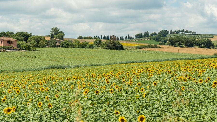 Umbria sunflower field Castiglione