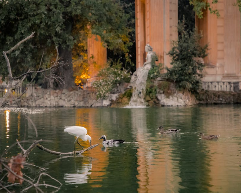 Egret and ducks on Villa Borghese pond