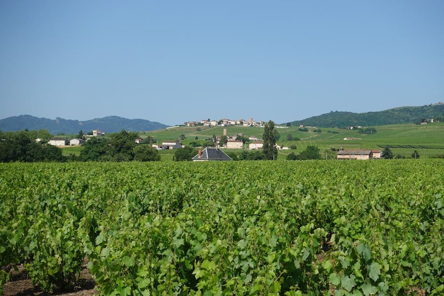 Lush vineyard with a picturesque village in the background