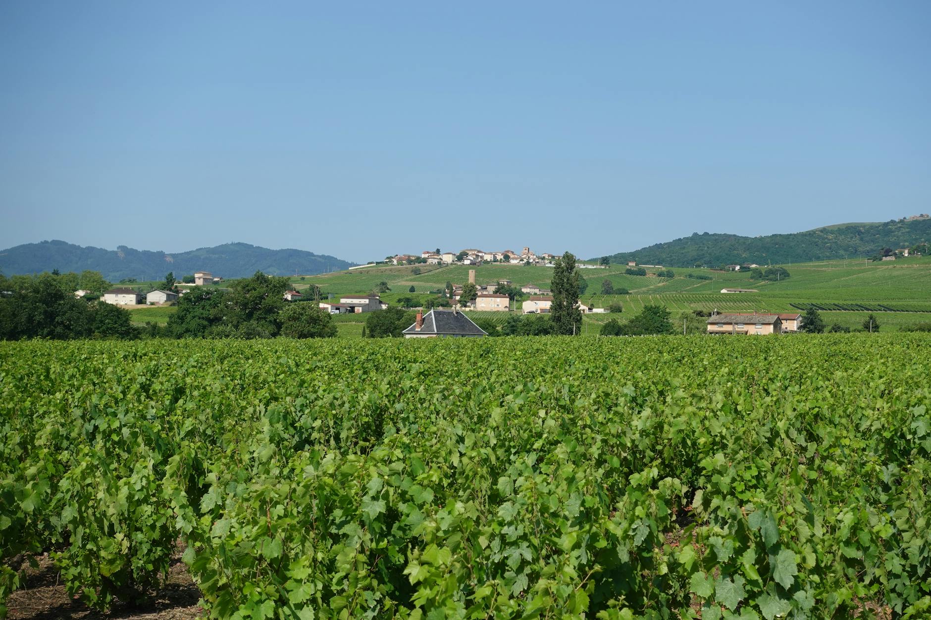 Lush vineyard in France with a village in the background
