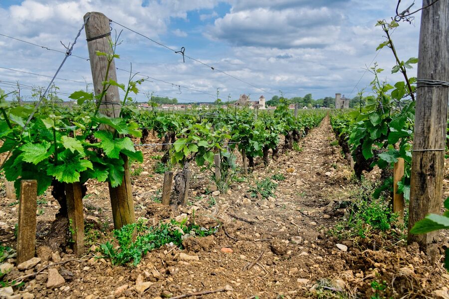Rows of grape vines in Vougeot Burgundy