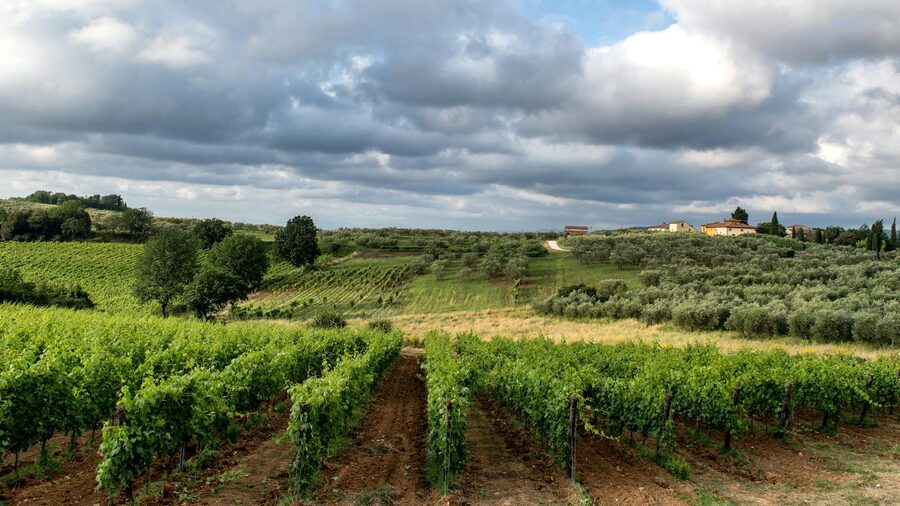 Vineyard in Siena Tuscany with lush vines