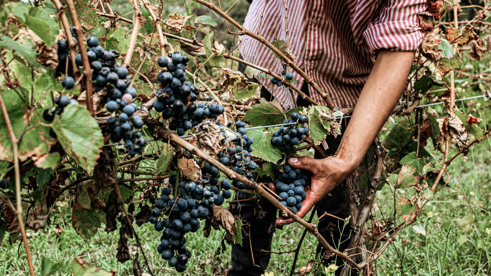 Vineyard worker harvesting grapes in France