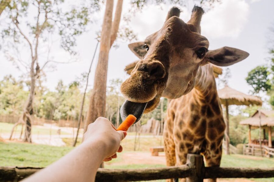 Visitor feeding giraffe a carrot