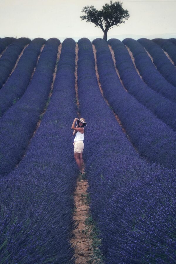 Woman walking among lavender fields in Provence summer France