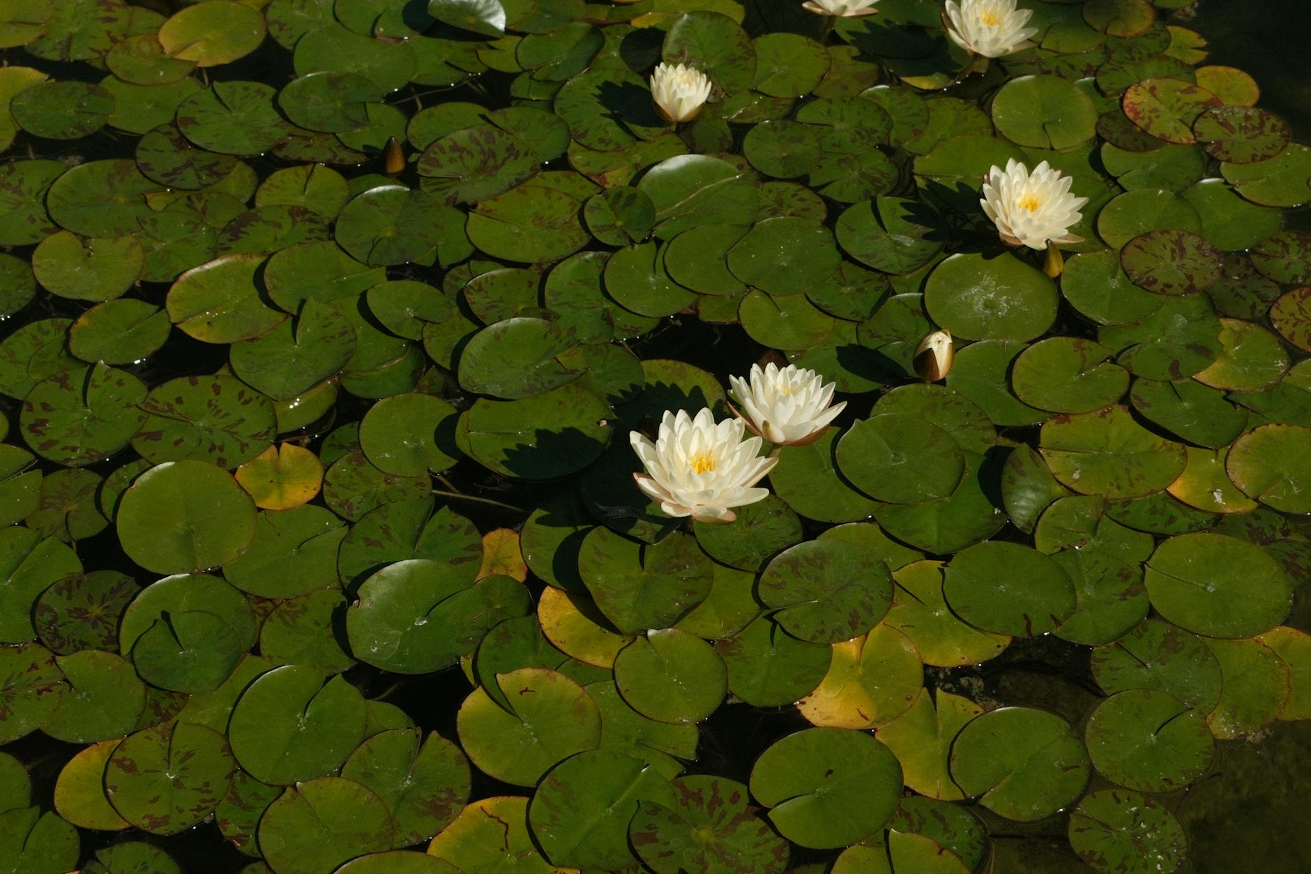 Water lilies and green lily pads on a peaceful pond