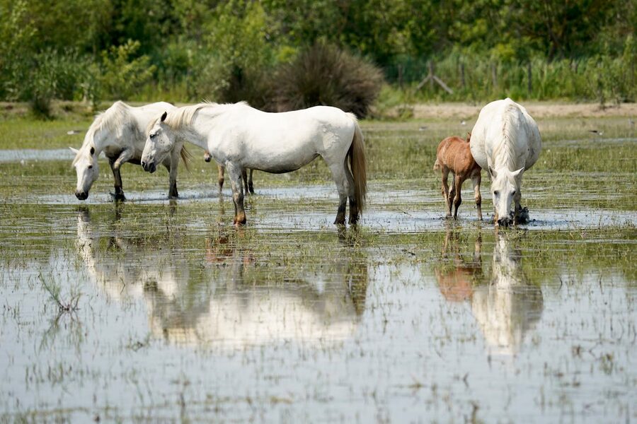 Group of white Camargue horses and foal grazing in wetland marshes
