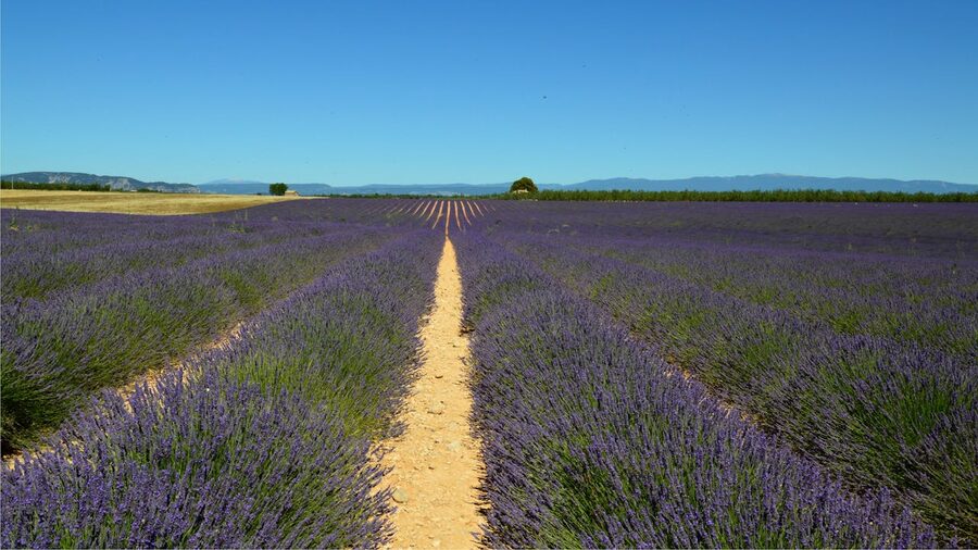 Wide lavender field stretching under clear blue sky in Provence