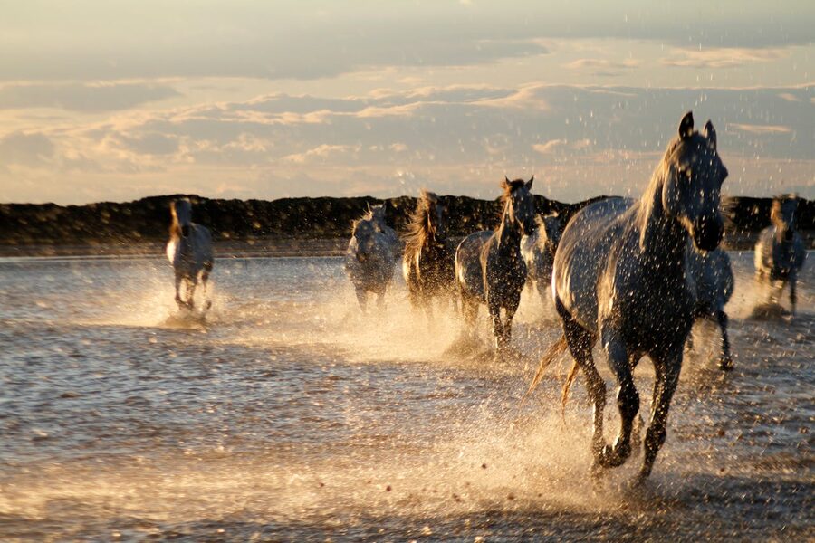 Horses galloping through shallow water at golden sunset in the Camargue