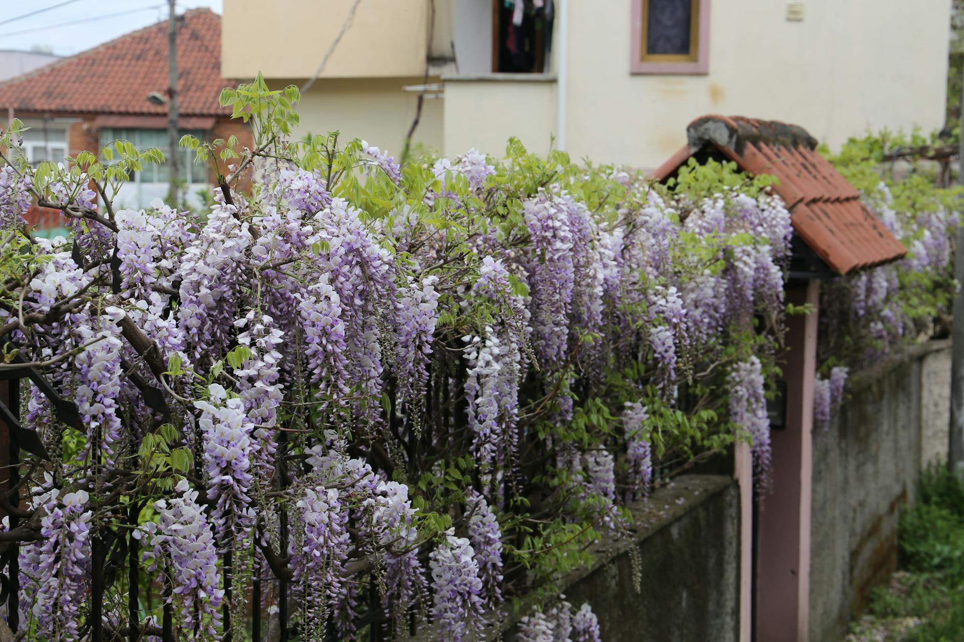 Wisteria cascading over a garden wall in spring