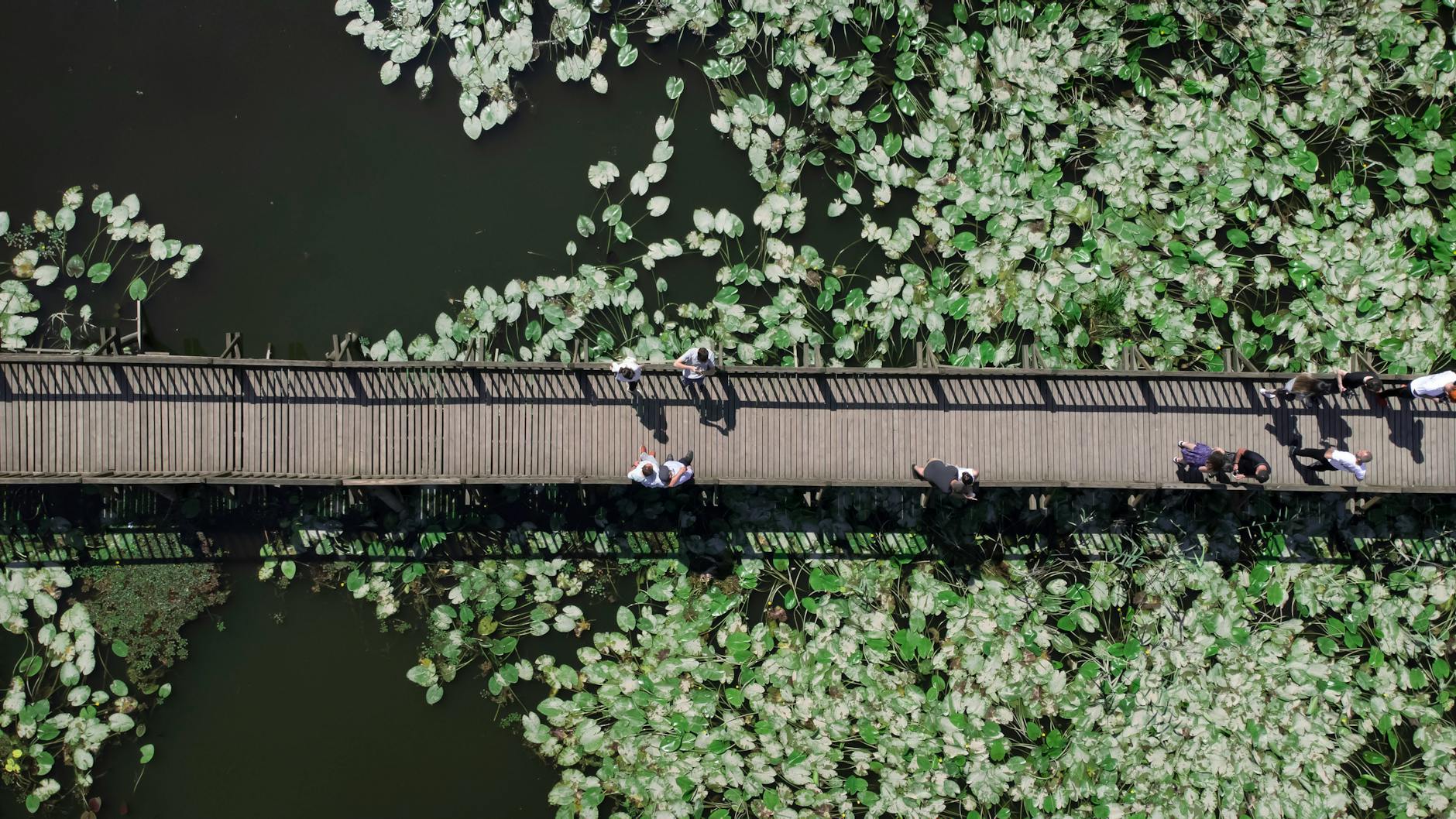 Aerial view of a wooden bridge over a lily pond