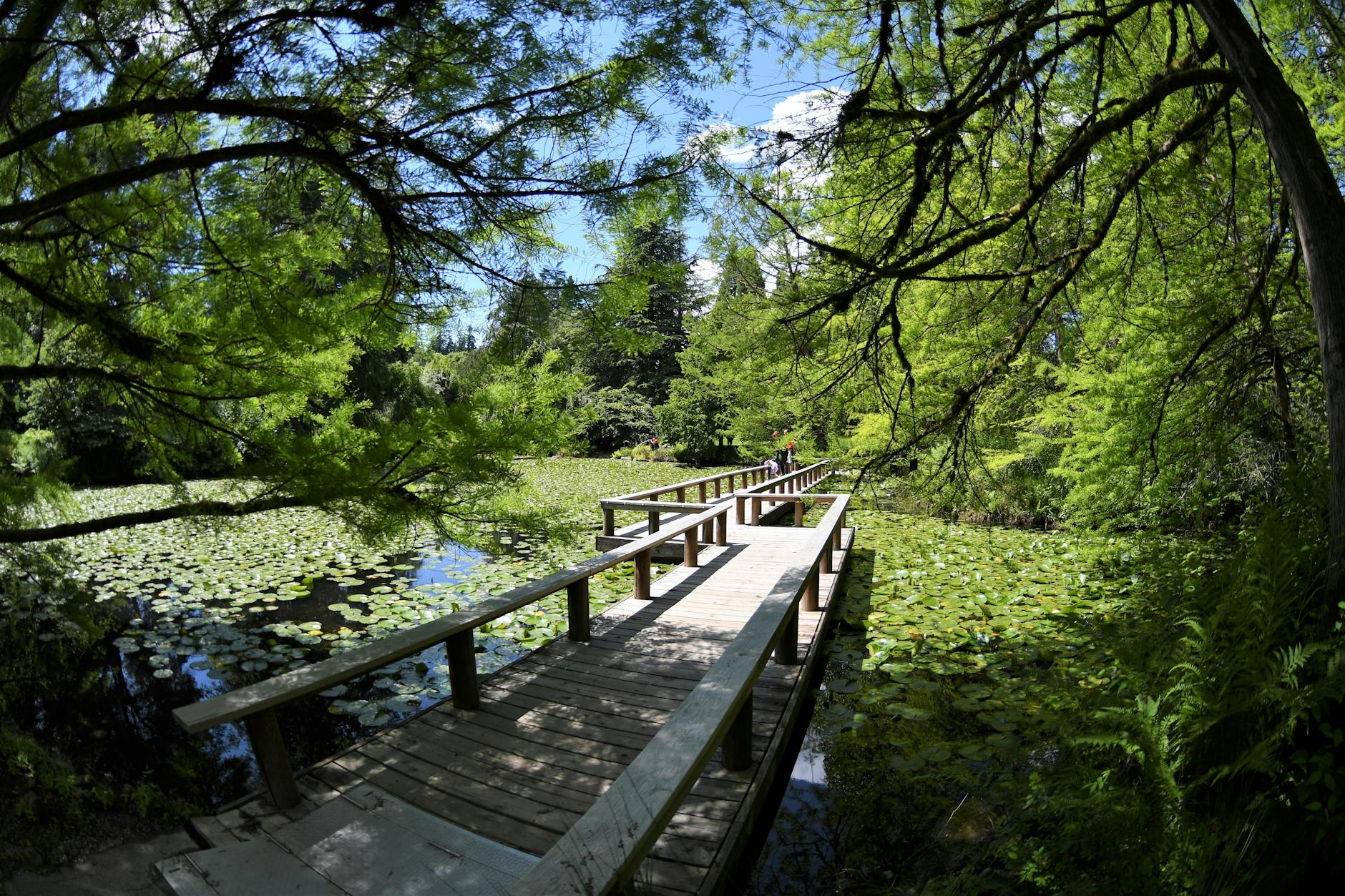 Wooden bridge over lily pond with lush greenery