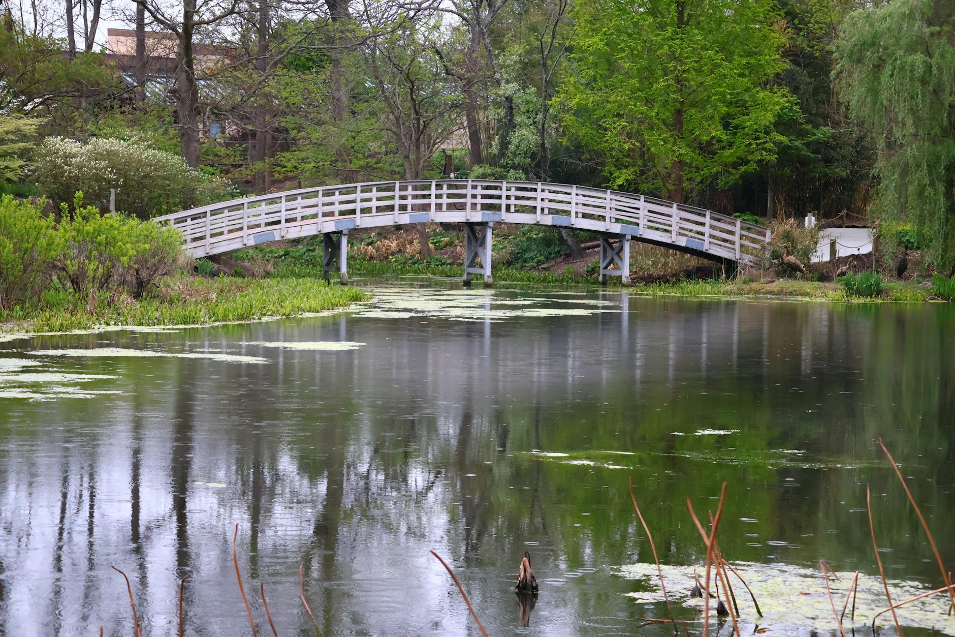 Wooden bridge over reflective pond surrounded by lush green foliage