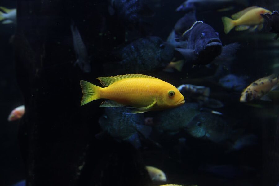 Bright yellow fish swimming in a tropical aquarium